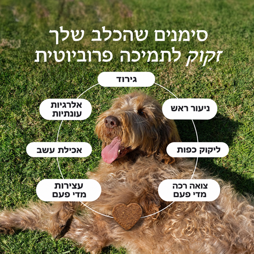 החטיף הפרוביוטי של barks